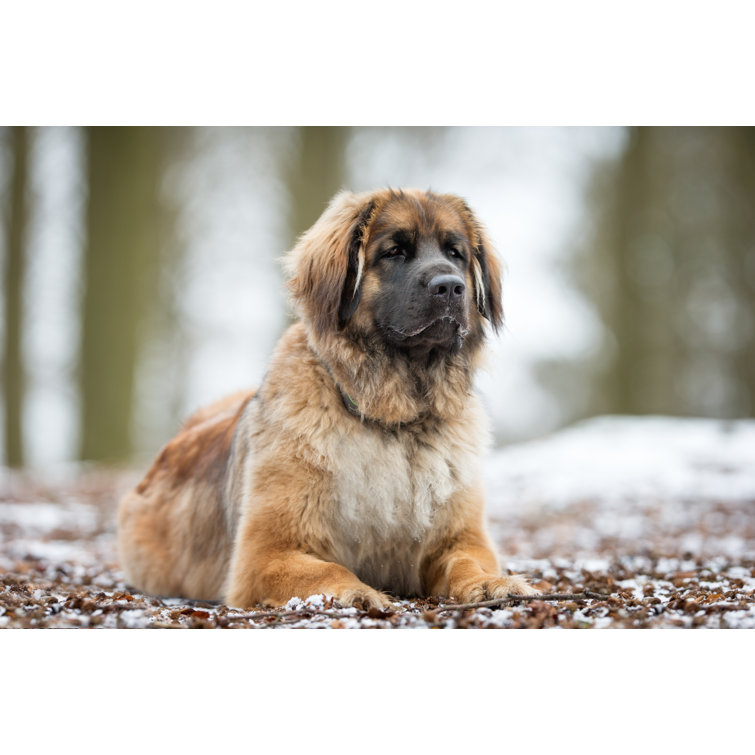 A leonberger hot sale dog